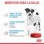 195 g Royal Canin Starter Mommy & Baby mousse latas para cães, , large Indicador imagem número 4